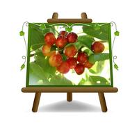 EURO PLANTS VIVAI Ciliegio Dolce Imperiale di Caserta - Pianta da Frutto Antico su Vaso ø 26 cm- Altezza 180~200 cm - Età 4 Anni