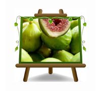 EURO PLANTS VIVAI Fico San Giovanni - Pianta da frutto Antico su Vaso: ø 26 cm. *Altezza: 170~200 cm. Età: 4 anni.