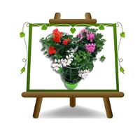 EURO PLANTS VIVAI Geranio Parigino Colori Misti su Vaso da 14 Pianta Ornamentale Quantità Nr 10 Piante
