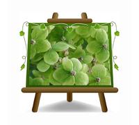 EURO PLANTS VIVAI Hydrangea arborescens Lime Rickey ortensia pianta ornamentale su vaso 18 cm Altezza 30-40 cm