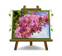 EURO PLANTS VIVAI Lagerstroemia Indica Cespuglio Rosa Vaso 24 cm