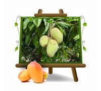 EURO PLANTS VIVAI Mango Varietà Osteen - Pianta da Frutto Esotico - Tropicale su Vaso 18x35 cm Altezza 130 cm