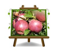 EURO PLANTS VIVAI Melo Fuji Età 2 Anni