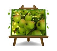 EURO PLANTS VIVAI Melo Limoncella - Pianta da Frutto Antico su Vaso ø 24/26 cm- Altezza 170~200 cm - Età 4 Anni