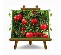 EURO PLANTS VIVAI Melograno Wonderful Pianta da Frutto Vaso ø 26 cm - Alberello Altezza 180~200 cm - Età 4 Anni