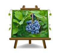 EURO PLANTS VIVAI Mirtillo Nero Gigante Americano - Medio- Pianta da Frutto Antico su Vaso ø 20 cm - Altezza50~100 cm
