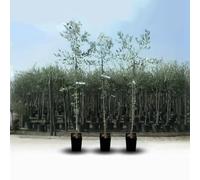 EURO PLANTS VIVAI Olivo Rosciola - Pianta da Frutto su Vaso da 20 cm - Altezza 120~130 cm - Età 2 Anni
