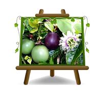 EURO PLANTS VIVAI Passiflora Edulis a Spalliera - Pianta da Frutto Antico su Vaso ø 26 cm - Altezza 180~200 cm - Età 4 Anni