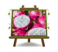 EURO PLANTS VIVAI Pitaya (Frutto del Drago) pianta da frutto esotico tropicale su vaso 15x35 cm Altezza 120-130 cm