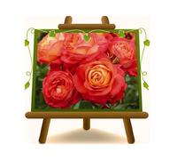 EURO PLANTS VIVAI Rose Nostalgiche Floribunda Midsummer