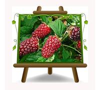 EURO PLANTS VIVAI Rubus Tayberry - Pianta da Frutto Antico su Vaso ø 15~20 cm- Altezza 100 cm - Età 2 Anni