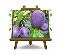 EURO PLANTS VIVAI Susino Regina Claudia Violetta - Pianta da Frutto Antico su Vaso ø 24/26 cm - Altezza 160~180 cm - Età 4 Anni