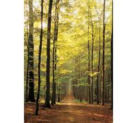 EUROGRAPHICS puzzle 1000 pezzi - sentiero nel bosco