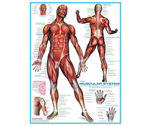 Eurographics - Puzzle Muscoli - 1000 Pezzi