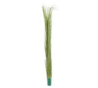 EUROPALMS 127 Centimetri 1 Piece Erba Reed, Verde Chiaro