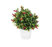 Europalms 82506432 Chili in Vaso