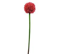 Europalms 82530568 Allium Spray, 55 cm, Colore: Rosso