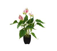 EUROPALMS Anturia, pianta artificiale, bianco rosa | elegante pianta da camera