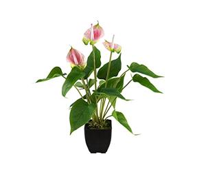 EUROPALMS Anturia, pianta artificiale, bianco rosa | elegante pianta da camera