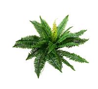 EUROPALMS Boston - Pianta artificiale, 53 cm