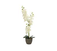Europalms di Orchidea, Pianta Artificiale, Panna, 80 cm