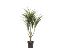 EUROPALMS Dracena Artificiale Verde-Rosso 90cm - Pianta Decorativa per Interni