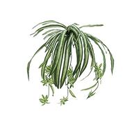 EUROPALMS - Giglio verde artificiale, 60 cm