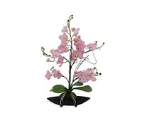 EUROPALMS Orchidea Disposizione EVA, viola