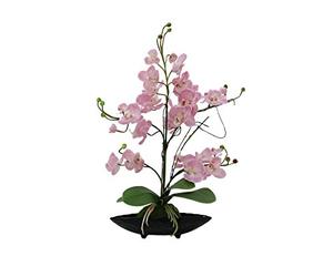 EUROPALMS Orchidea Disposizione EVA, viola