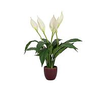 EUROPALMS Pianta artificiale, 60 cm, pianta da interno in vaso di ceramica