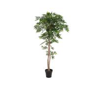 EUROPALMS Pianta Artificiale Fico Longifolia 165 cm - Realistica con Tronco Natu