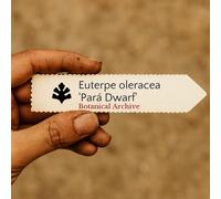 Euterpe oleracea 'Pará Dwarf' SEEDS - - SEMI Palma acai | Palma para nana