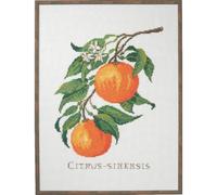 Eva Rosenstand Set punto croce citrus-senensis