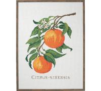 Eva Rosenstand set punto croce "Citrus-senensis", schema di conteggio, 29x39cm