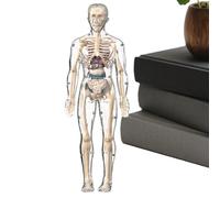 Eventerde Modello Anatomico Umano - Modello Anatomia Corpo Umano | Figura Scheletro Realistico Educativo Interattivo Per Apprendimento Scuola Casa