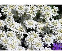 Evergreen Candytuft, semi di Candytuft perenni - Iberis sempervirens