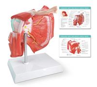 EVOTECH SCIENTIFIC Modello anatomico medico, modello articolare della spalla con muscoli, replica dell'articolazione della spalla normale per studi medici, strumenti didattici per insegnamento medico