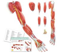 EVOTECH SCIENTIFIC Modello muscolo-braccio dell'anatomia umana, 7 pezzi, modello numerato a grandezza naturale dei muscoli degli arti superiori, della spalla e della mano con muscoli staccabili