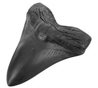 EXAOMBLE Denti Megalodon in Resina Dente Gigante per Decorazione e Studio Oggetto Paleontologia per Collezionisti e Appassionati