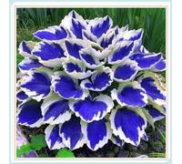 Excellent Hosta di Alta Qualità,Resistenti all’Ombra,Ideali per Aree Ombreggiate.-15rhizome-D