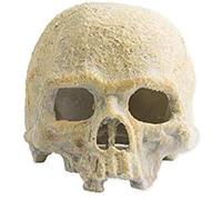 Exo Terra Cráneo Fluorescente