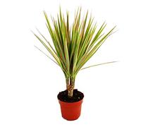 Exotenherz - Albero di drago - Dracaena marginata "Bicolor" bicolore - 1 pianta - Pianta d'appartamento facile da pulire - purificante - Vaso da 12 cm