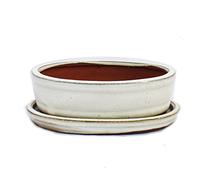Exotenherz - Ciotola per bonsai con piattino, misura 2, beige chiaro, ovale, modello O7, lunghezza 15,5 cm, larghezza 12 cm, altezza 4,5 cm