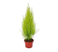 Exotenherz - Cipresso per interni - Cupressus macrocarpa "Wilma" - 1 pianta - facile da pulire - purificante - vaso da 12 cm