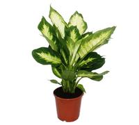 Exotenherz - Dieffenbachia Camilla - 1 pianta - Pianta da interno facile da pulire - depuratore d'aria - vaso da 12 cm