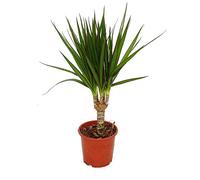 Exotenherz - Dracaena marginata - 1 pianta - facile da curare - pianta d'appartamento che purifica l'aria - vaso da 12 cm