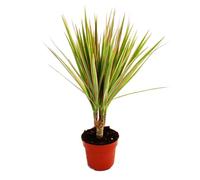 Exotenherz - Drachenbaum - Dracaena marginata "Bicolor" bicolore - 1 pianta - pianta da interno facile da curare - depuratrice d'aria - vaso da 12 cm