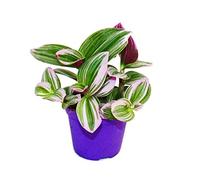 Exotenherz - Erba miseria, tradescantia "Nanouk", pianta da interni facile da pulire con vaso da 9 cm, colore rosa