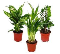 Exotenherz Exotenherz - Set di piante da interno Dieffenbachia Dypsis lutescens Zamioculcas 3 piante facili da curare che purificano l'aria, vaso da 12 cm