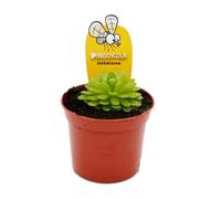 Exotenherz - Pianta carnivora - Grasso messicano - Pinguicula esseriana - Vaso da 9 cm